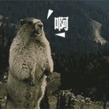 甲甲甲甲鱼
