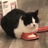 可爱水果饼4427