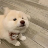 福啵宝er