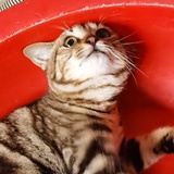 走东