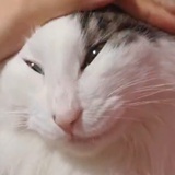 全自动滚筒式