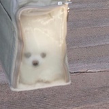 妮妮小公主