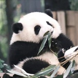 闲凝眄