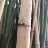 林棉