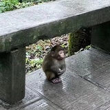 容若姿