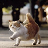 龙小猫
