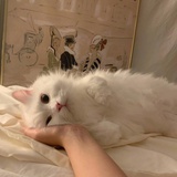 樱桃小先生