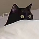 虎皮皮蛋
