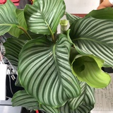 鲜花椒