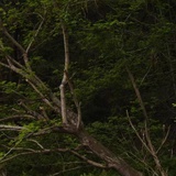 豆有123
