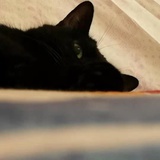王小诺是只猫