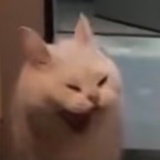 Stellayuzuuu