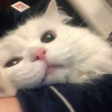 吃饭了吗