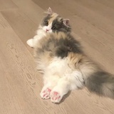 贪玩