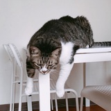 小虎猫