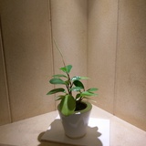 向上发展