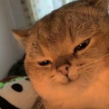 还是那个桃夭啊