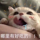 猫粮挑食怪