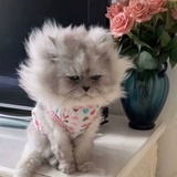 姐姐淡定熬夜