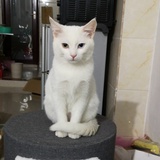 七七是猫不是猪