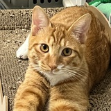 猪儿虫