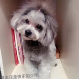 你的月亮我的心
