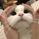 小猫