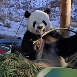 小西