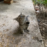 尼玛西洛