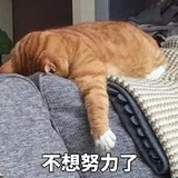 大可爱