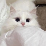 星ovo