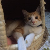 棉花糖
