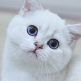 MeowRolling