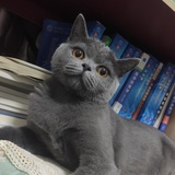 糯米团儿
