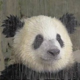 橙橙橙橙嘟