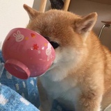 干饭嘎嘎狗
