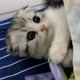 执行局橘长小橙