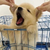 搬砖投资的总裁