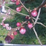 心理学的虫子