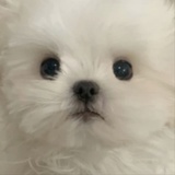 正在输入