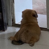 艾瑞巴蒂DD