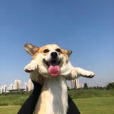 拥有一颗荔枝树
