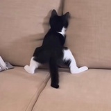 小谢