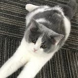 小猫🐱