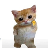 momo摇光版