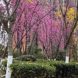 豌豆荚花