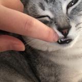 小冬瓜