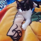 空条家的猫