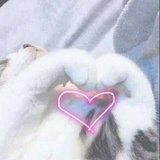 卧猫