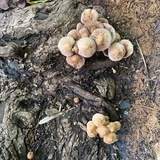 请吃蘑菇吧